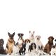 group-of-dogs