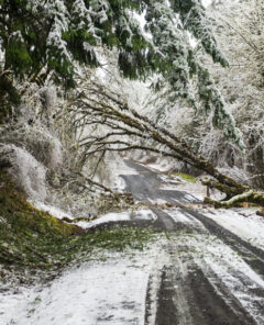 Downed-Trees-and-Power-Outages-Expected-with-Oregon-Ice-Storm